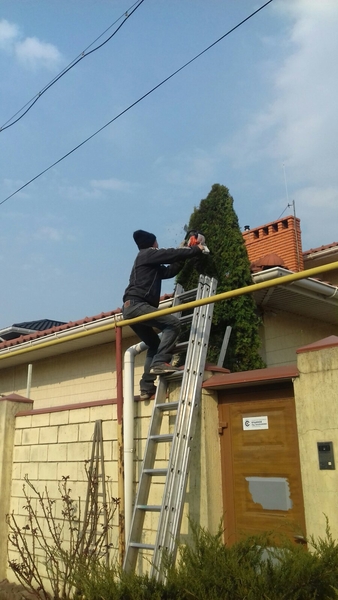 Обрезка сада, стрижка хвойных, спил деревьев. Недорого - <ro>Изображение</ro><ru>Изображение</ru> #3, <ru>Объявление</ru> #1723523