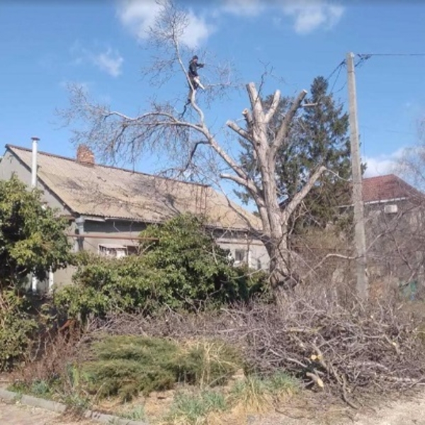 Спил деревьев обрезка веток. Аккуратно - <ro>Изображение</ro><ru>Изображение</ru> #3, <ru>Объявление</ru> #1727627