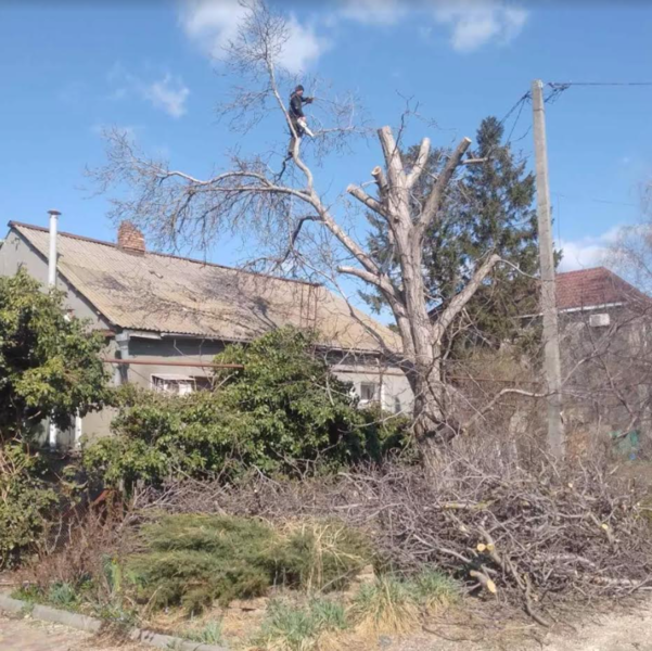 Спил деревьев и обрезка веток. Аккуратно - <ro>Изображение</ro><ru>Изображение</ru> #3, <ru>Объявление</ru> #1728838