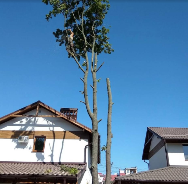 Спил деревьев и обрезка веток - <ro>Изображение</ro><ru>Изображение</ru> #3, <ru>Объявление</ru> #1729855