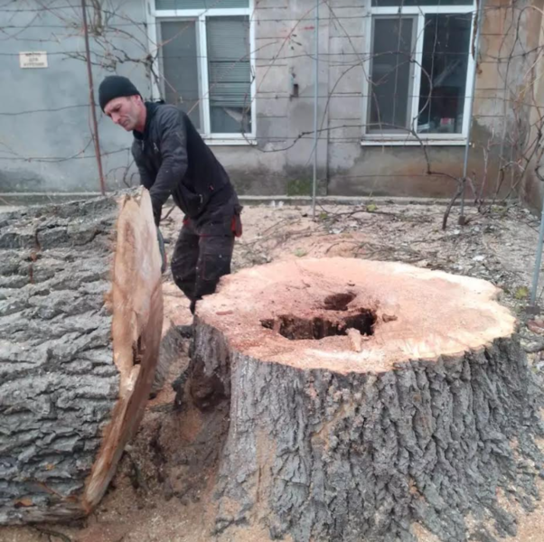 Спил деревьев и обрезка веток в Одессе. Аккуратно - <ro>Изображение</ro><ru>Изображение</ru> #4, <ru>Объявление</ru> #1729489