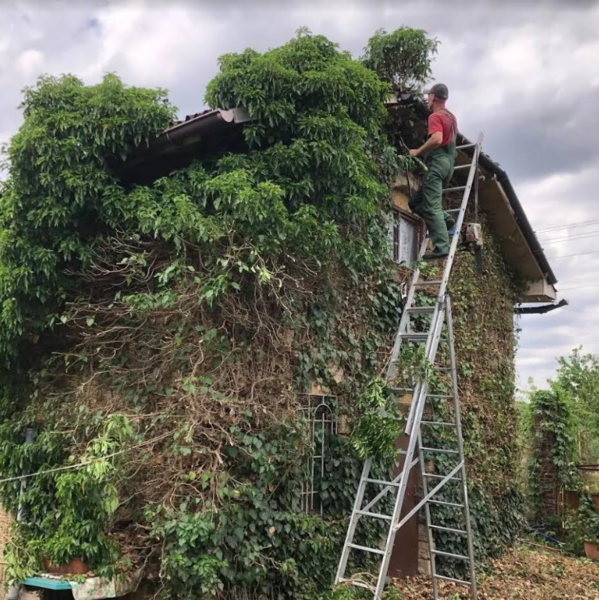 Спил деревьев и обрезка веток в Одессе. Аккуратно - <ro>Изображение</ro><ru>Изображение</ru> #5, <ru>Объявление</ru> #1729489