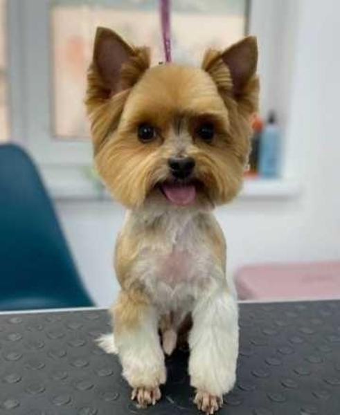 Грумінг стрижка тварин собак котів груминг стрижка животных - <ro>Изображение</ro><ru>Изображение</ru> #3, <ru>Объявление</ru> #1733980