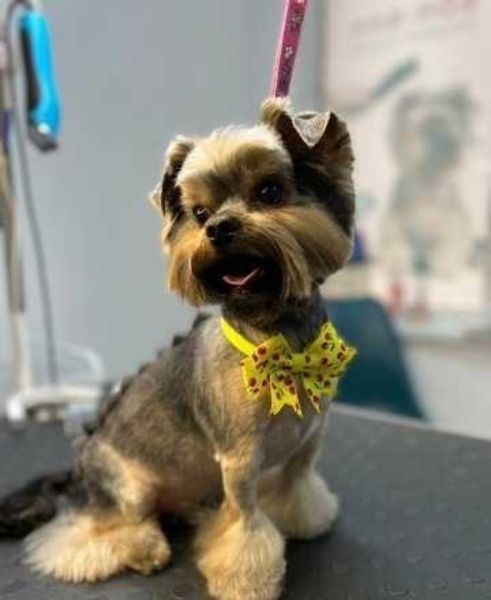 Грумінг стрижка тварин собак котів груминг стрижка животных - <ro>Изображение</ro><ru>Изображение</ru> #4, <ru>Объявление</ru> #1733980