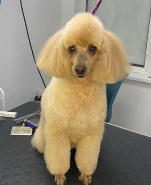 Грумінг стрижка тварин собак котів груминг стрижка животных - <ro>Изображение</ro><ru>Изображение</ru> #5, <ru>Объявление</ru> #1733980