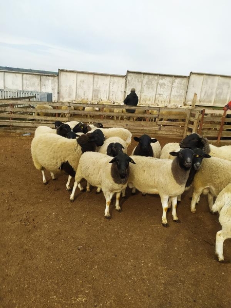 Продаются племенные овцы, Лиманское - <ro>Изображение</ro><ru>Изображение</ru> #5, <ru>Объявление</ru> #1735379