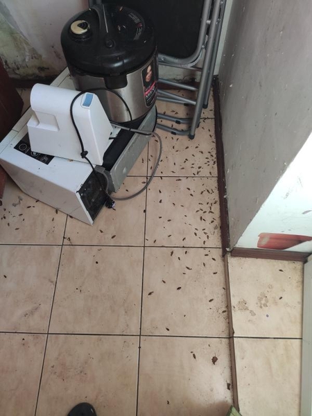 Уничтожение тараканов, блох, клопов, мышей и крыс. - <ro>Изображение</ro><ru>Изображение</ru> #5, <ru>Объявление</ru> #1736021