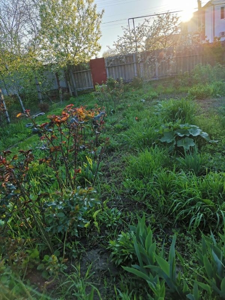 Продам ухоженный участок - <ro>Изображение</ro><ru>Изображение</ru> #8, <ru>Объявление</ru> #1736189