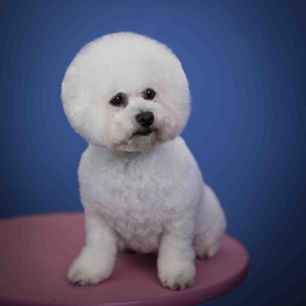 Грумінг, стрижка собак в Одесі - <ro>Изображение</ro><ru>Изображение</ru> #3, <ru>Объявление</ru> #1736712