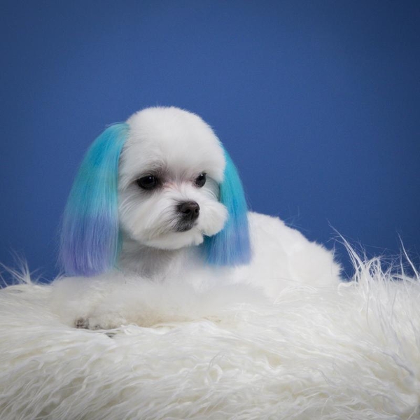 Грумінг, стрижка собак в Одесі - <ro>Изображение</ro><ru>Изображение</ru> #4, <ru>Объявление</ru> #1736712