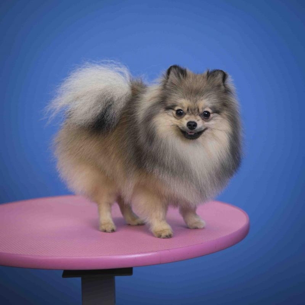 Грумінг, стрижка собак в Одесі - <ro>Изображение</ro><ru>Изображение</ru> #5, <ru>Объявление</ru> #1736712