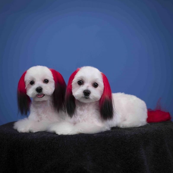 Грумінг, стрижка собак в Одесі - <ro>Изображение</ro><ru>Изображение</ru> #6, <ru>Объявление</ru> #1736712