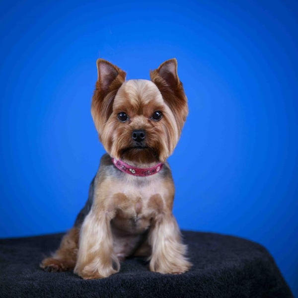 Грумінг, стрижка собак в Одесі - <ro>Изображение</ro><ru>Изображение</ru> #8, <ru>Объявление</ru> #1736712