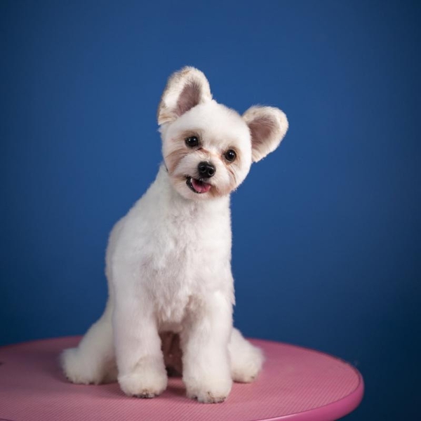 Школа грумінгу. Навчання стрижкам собак в Одесі - <ro>Изображение</ro><ru>Изображение</ru> #3, <ru>Объявление</ru> #1737058