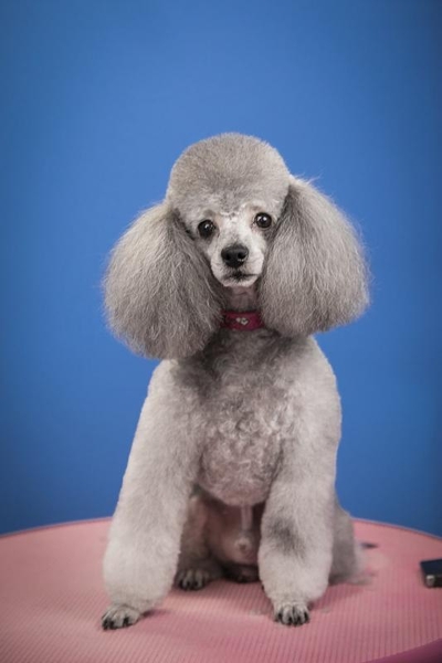 Школа грумінгу. Навчання стрижкам собак в Одесі - <ro>Изображение</ro><ru>Изображение</ru> #4, <ru>Объявление</ru> #1737058