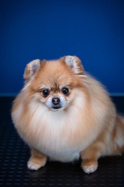 Школа грумінгу. Навчання стрижкам собак в Одесі - <ro>Изображение</ro><ru>Изображение</ru> #6, <ru>Объявление</ru> #1737058