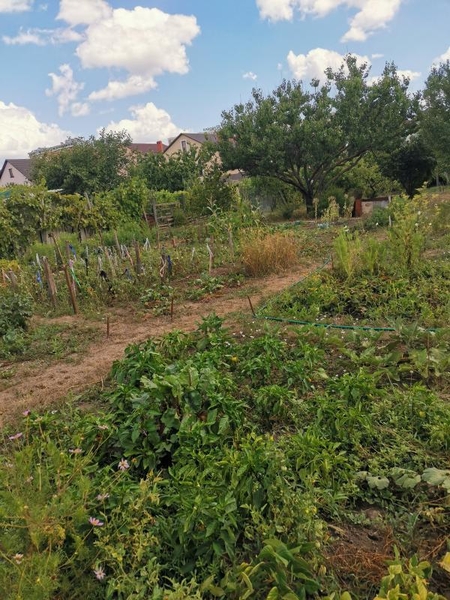 Продам ухоженный участок на Червоном хуторе - <ro>Изображение</ro><ru>Изображение</ru> #4, <ru>Объявление</ru> #1740024