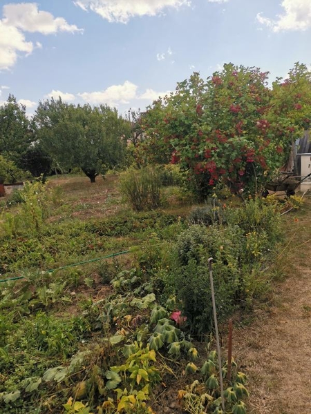 Продам ухоженный участок на Червоном хуторе - <ro>Изображение</ro><ru>Изображение</ru> #5, <ru>Объявление</ru> #1740024