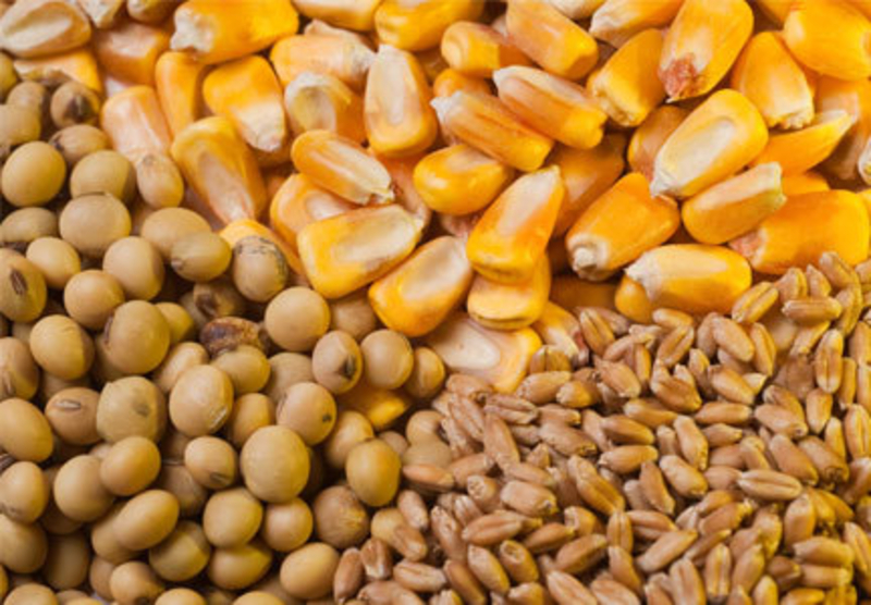 Перевалка зерна Одесса - <ro>Изображение</ro><ru>Изображение</ru> #3, <ru>Объявление</ru> #1739879