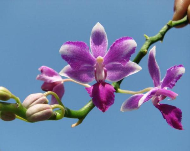 Регуляторы роста растений - <ro>Изображение</ro><ru>Изображение</ru> #9, <ru>Объявление</ru> #1748825