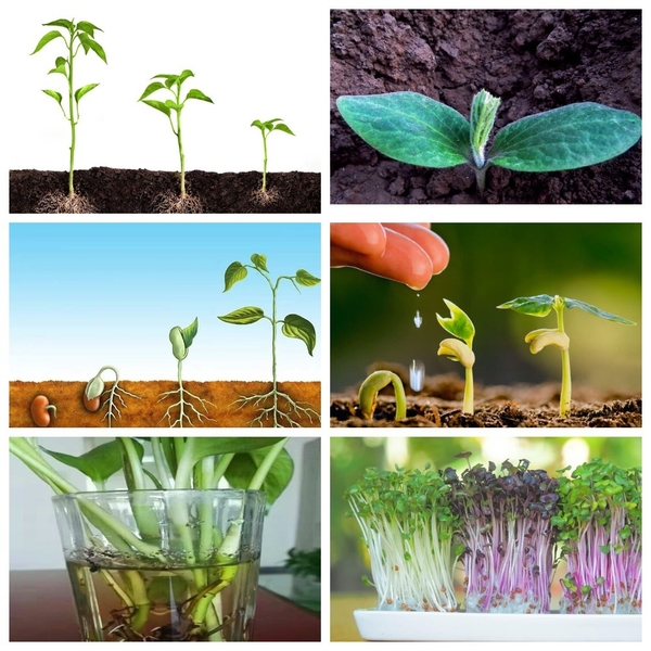 Регуляторы роста растений - <ro>Изображение</ro><ru>Изображение</ru> #8, <ru>Объявление</ru> #1748825