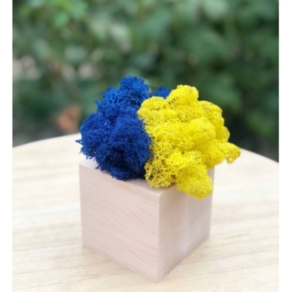 Промо-сувеніри. Кашпо зі стабілізованим мохом - <ro>Изображение</ro><ru>Изображение</ru> #3, <ru>Объявление</ru> #1749390