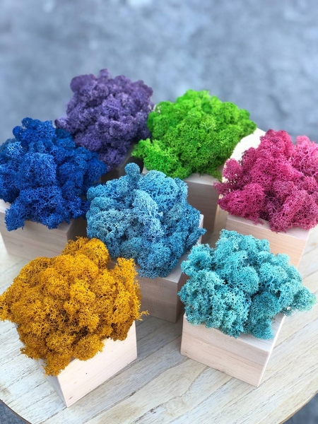 Промо-сувеніри. Кашпо зі стабілізованим мохом - <ro>Изображение</ro><ru>Изображение</ru> #4, <ru>Объявление</ru> #1749390