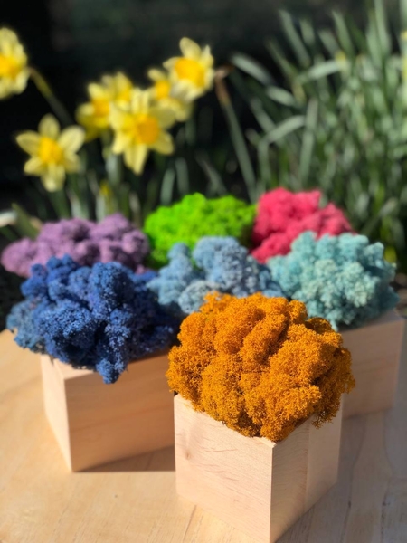 Промо-сувеніри. Кашпо зі стабілізованим мохом - <ro>Изображение</ro><ru>Изображение</ru> #5, <ru>Объявление</ru> #1749390