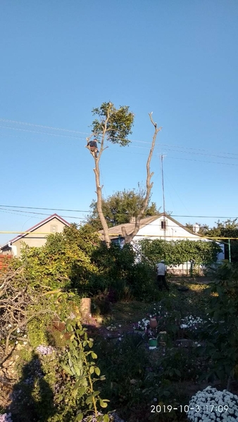 Спилим обрежем деревья, удалим поросли - <ro>Изображение</ro><ru>Изображение</ru> #1, <ru>Объявление</ru> #1750719