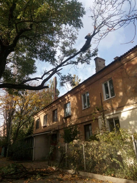 Спилим обрежем деревья, удалим поросли - <ro>Изображение</ro><ru>Изображение</ru> #2, <ru>Объявление</ru> #1750719