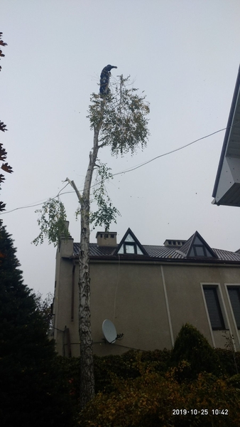 Спилим обрежем деревья, удалим поросли - <ro>Изображение</ro><ru>Изображение</ru> #4, <ru>Объявление</ru> #1750719