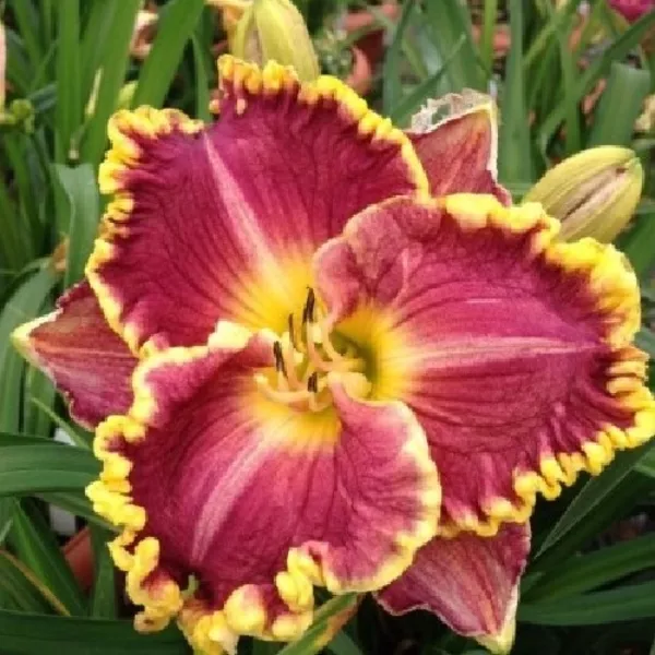 Цитокининовая паста 1,5мл - <ro>Изображение</ro><ru>Изображение</ru> #1, <ru>Объявление</ru> #1752566